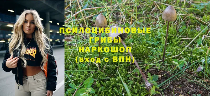 Псилоцибиновые грибы MAGIC MUSHROOMS  hydra   Черногорск 